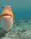 bruhfish