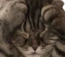 notlikecatto