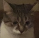 sadcat Discord emoji