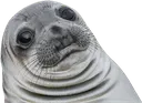 seal seal