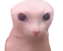bingus Discord emoji