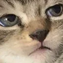 catSrs catSrs
