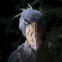 shoebill
