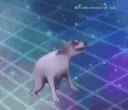 dancingdog