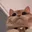 catstare