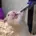 hammusucc