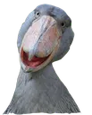 shoebill