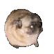 dancing_doge