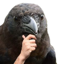 birb_thinking Discord emoji