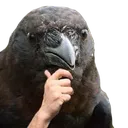 birb_thinking Discord Emoji