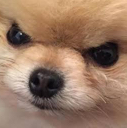 Angry_dog Discord emoji
