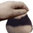 petekto Discord emoji