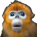 monke monke