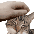petcat1 Discord Emoji
