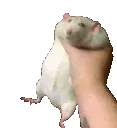 ratmegachoke