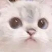 ConcernedCat