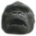 Kong Kong