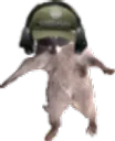racoonrat