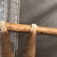 monke_faster