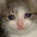 cryingcat cryingcat