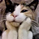 CuteCat2