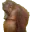 SadApe10 SadApe10