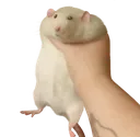 ym_chokerat