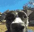 doggorun