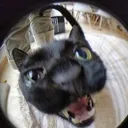 Cathello CatHello Discord Emoji