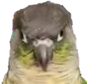 conure