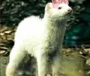 Princess_ferret