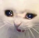 sadcat sadcat