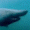 pogshark