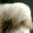 cat_ez Discord Emoji