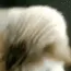 cat_ez