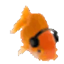 fishgroove