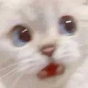 scared_cat