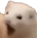 ferretscream