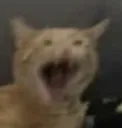 cat_screech