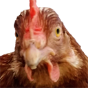 csgo_chicken Discord emoji