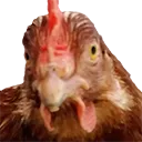 csgo_chicken