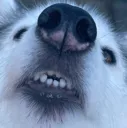 miikaahnose