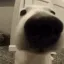 woahdogsniff