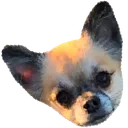 doggie