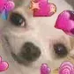 doghearts doghearts