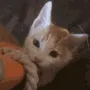 ch_catflop