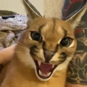 ch_floppaangry Discord emoji