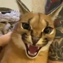 ch_floppaangry