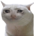 WH_Crycat Discord emoji