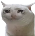 WH_Crycat